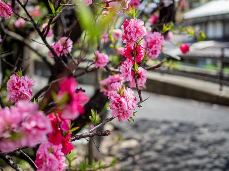Photo, natural, it's beautiful, spring, 
