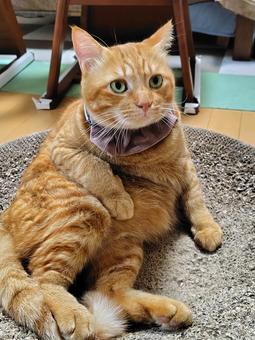 リラックス猫 リラックス猫の写真