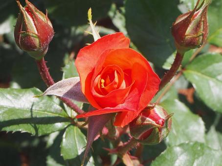 薔薇 マダムサチ 薔薇 マダムサチの写真