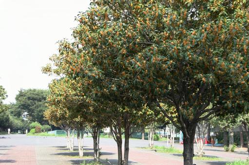 Scenery of sweet osmanthus blooming, JPG