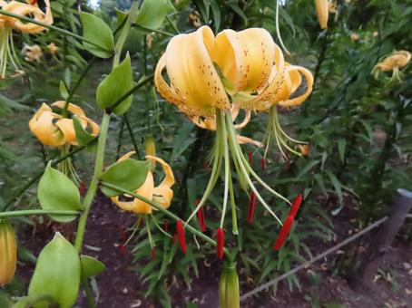 Lemon yellow kanoko lily, JPG