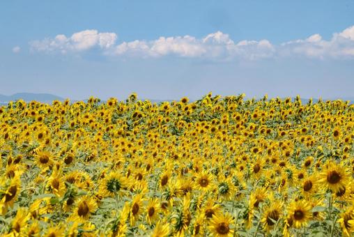 ヒマワリと青空 ヒマワリと青空の写真