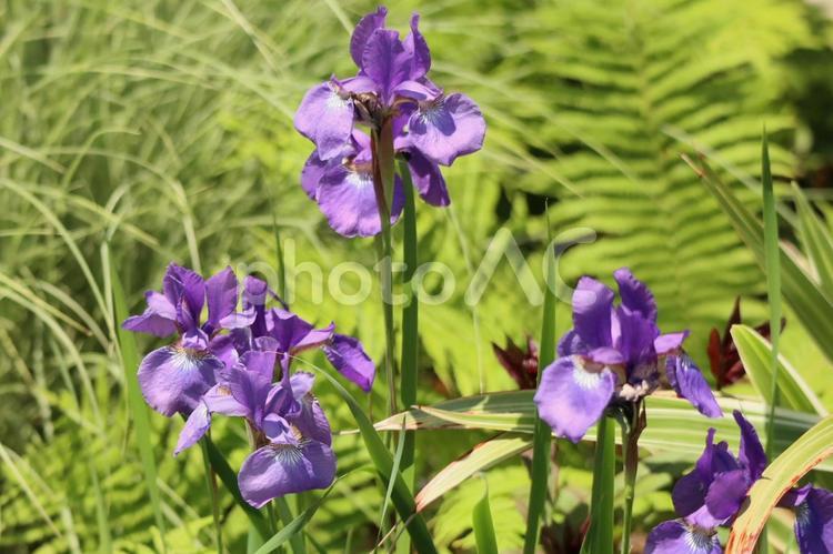 　ガーデンパークにて　初夏を彩る花編 花,はな,フラワーの写真素材