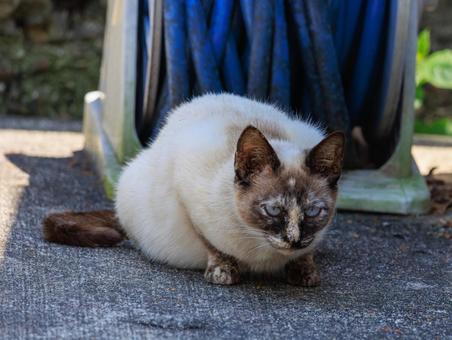 変わったフェイスな野良猫です。 変わったフェイスな野良猫です。の写真