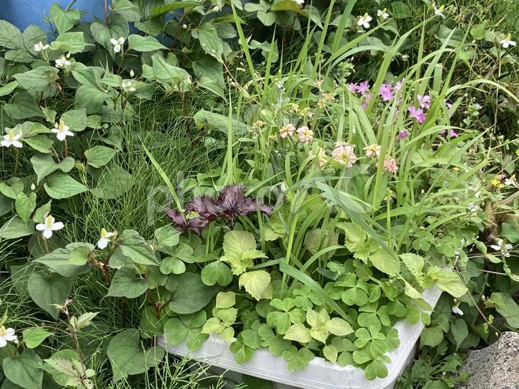 いろとりどりの雑草たち ドクダミ,カタバミ,青しその写真素材
