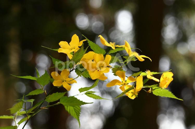 鮮やかな黄金色に咲く ヤマブキ(山吹),花,バラ科の植物の写真素材