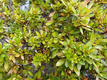 植え込みのアップ 植え込み,植物,テクスチャーの写真素材