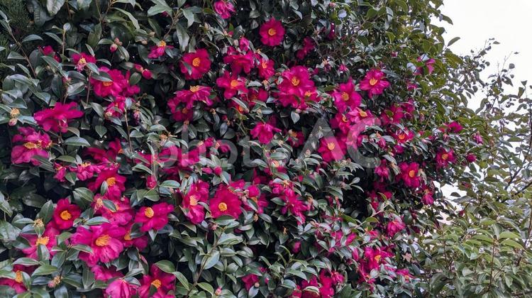 サザンカ さざんか,山茶花,サザンカの写真素材