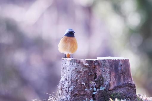 切り株に止まるジョウビタキ 切り株に止まるジョウビタキ 鳥,ジョウビタキ,冬の写真素材