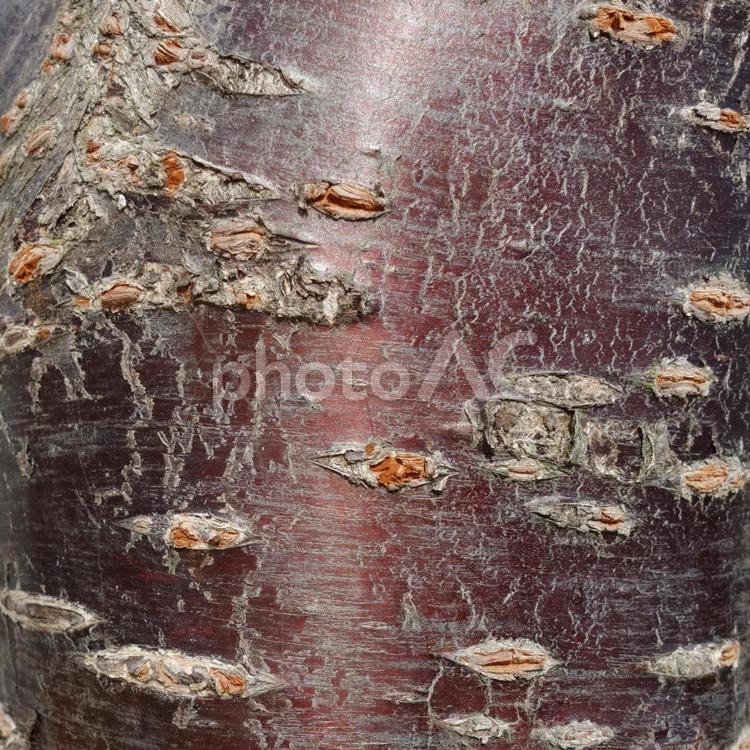 河津桜の表皮 桜,河津桜,表皮の写真素材