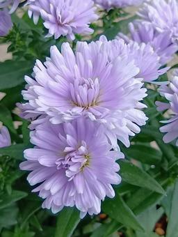 アスター アスター 花,薄紫,ライラックの写真素材