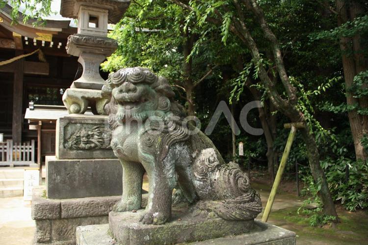 狛犬＠石神井氷川神社 狛犬,神社,パワースポットの写真素材