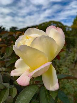 バラ　薔薇　花 バラ,薔薇,花の写真素材