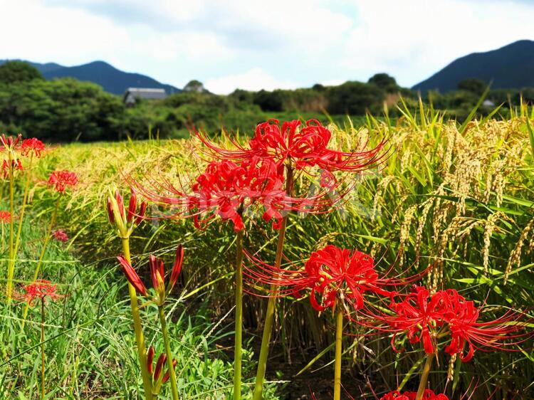 彼岸花と稲 彼岸花,稲,水田の写真素材