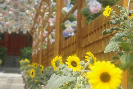 向日葵×クリアボール球 向日葵×クリアボール球 向日葵,クリアボール球,飾りの写真素材