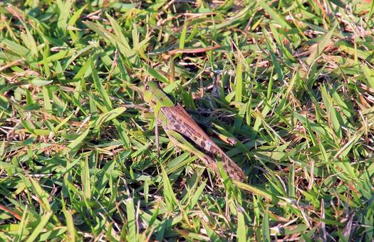 芝生地面と擬態化するトノサマバッタ 芝生地面と擬態化するトノサマバッタ バッタ,大型,トノサマバッタの写真素材