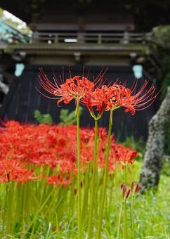 英勝寺の彼岸花と山門 英勝寺の彼岸花と山門 鎌倉,英勝寺,彼岸花の写真素材