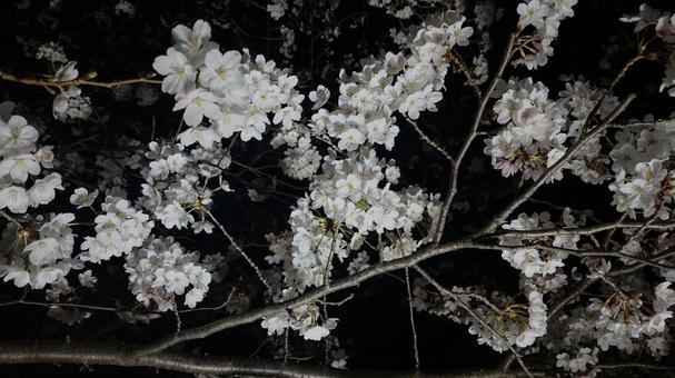 ライトアップされた夜桜 ライトアップされた夜桜 夜桜,桜,花見の写真素材