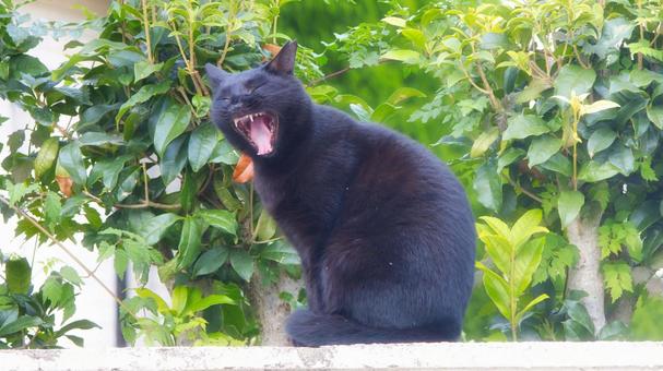 あくびをする黒猫 あくびをする黒猫の写真