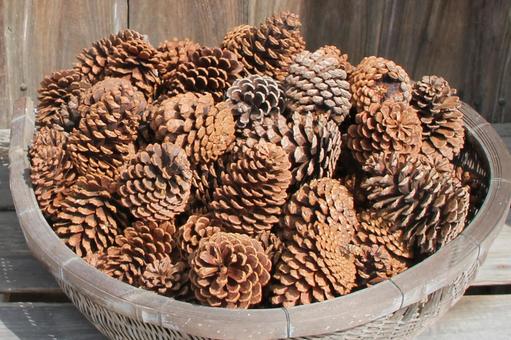 まつぼっくり 松ぼっくり,秋,冬の写真素材