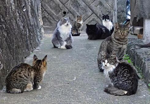 キャットストリート 猫,動物,路地裏の写真素材