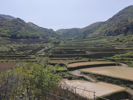 春日の棚田 春日の棚田 あぜ道,春日,棚田の写真素材