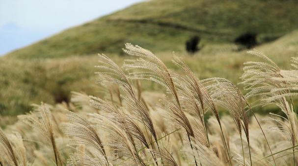 稲取細野高原のすすき野原　20 稲取細野高原,ススキ,秋の写真素材
