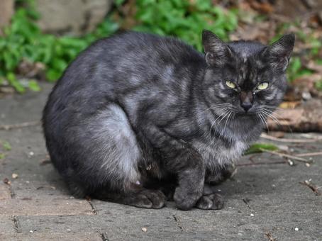 福井県音海漁港の野良ちゃん 癒し,毛並み,ひげの写真素材