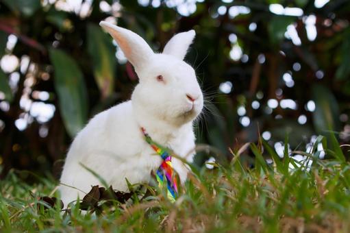 ペットのうさぎ うさぎ,ペット,干支の写真素材