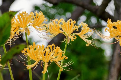 リコリス⑷ リコリス⑷ 花,リコリス,ヒガンバナの写真素材