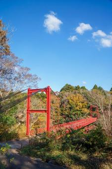 紅葉の秋 もみじ,カエデ,楓の写真素材