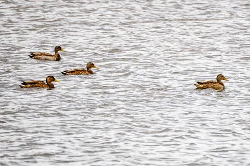 大沼のカモ⑵の写真