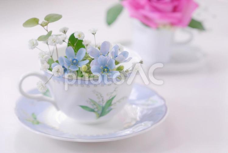 カップの花（ブルースター） 景色,テキストスペース,コピースペースの写真素材