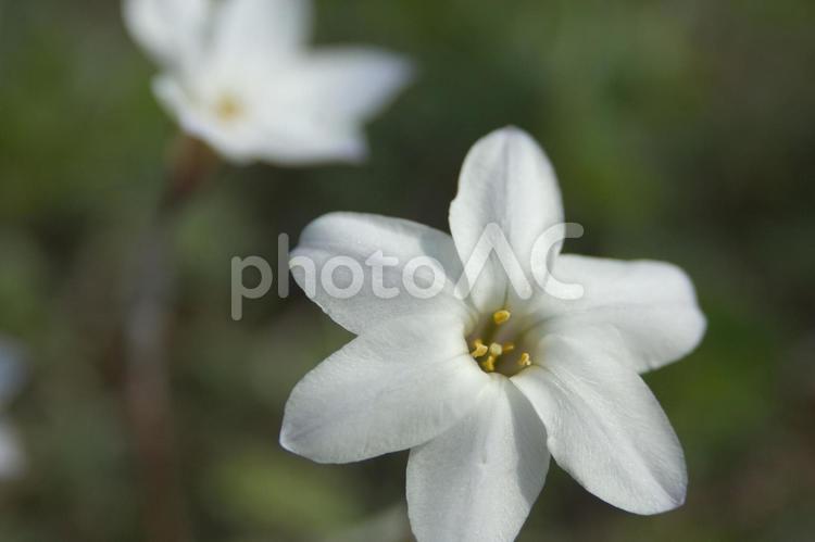 ハナニラの花 ハナニラ,白い,小さなの写真素材