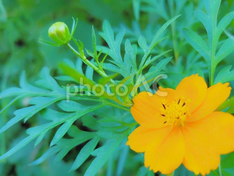 秋の花　自然　背景 花,植物,緑の写真素材
