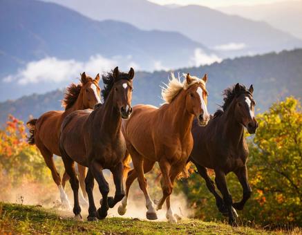 野生の馬 野生の馬の写真