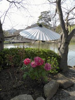 鎌倉の鶴岡八幡宮・春のぼたん園その3 鎌倉の鶴岡八幡宮・春のぼたん園その3の写真