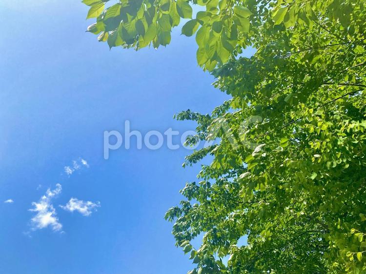 爽やかな風に揺れる緑 緑,葉っぱ,グリーンの写真素材
