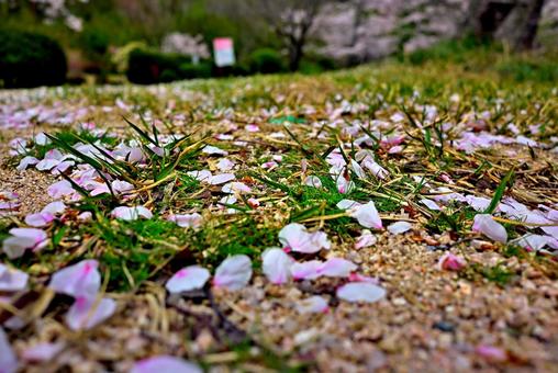 散った桜の花びら 散った桜の花びらの写真
