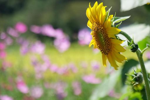 秋桜と向日葵の写真