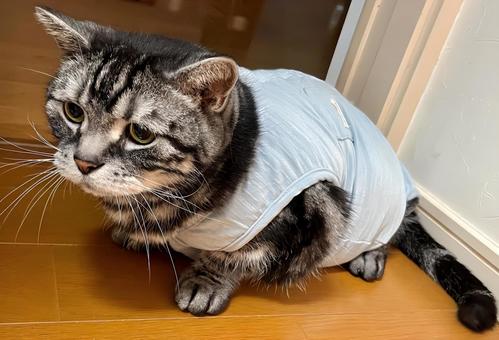しょんぼりデブ猫さん2 しょんぼりデブ猫さん2 猫,猫画像,しょんぼりの写真素材
