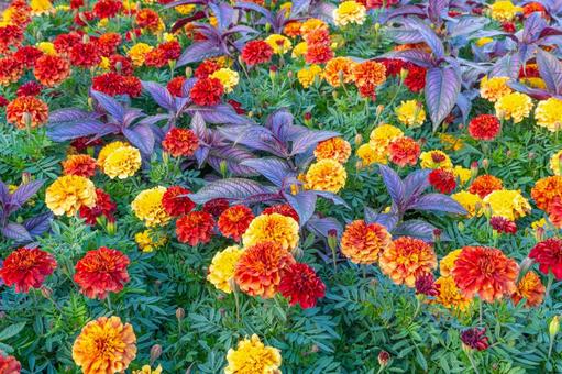 マリーゴールドとコリウスの写真