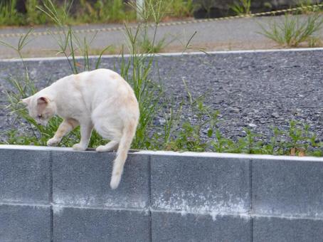 ネコb ネコb 動物,ネコ,縄張り周りの写真素材