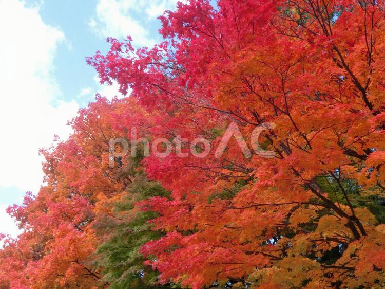紅葉の街路樹 ブランチ,メープル,何人もありませんの写真素材