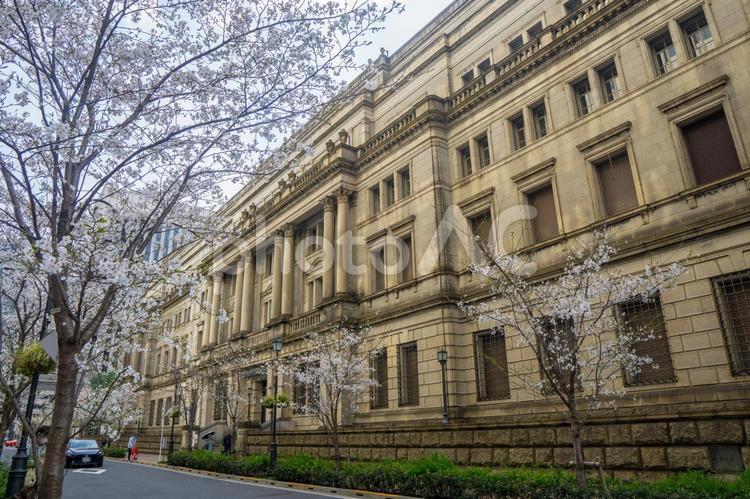 桜満開の春の日本銀行本店 日本銀行本店本館,日本銀行本店,日本銀行の写真素材