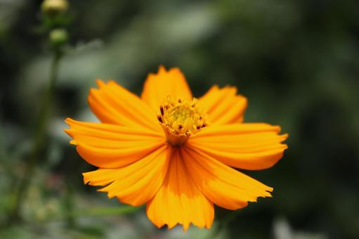 Vivid yellow cosmos growing in the grass on the bank, JPG