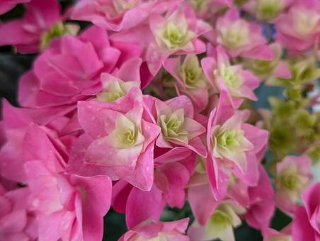 きれいなあじさいの写真