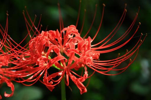 曼殊沙華 彼岸花 曼殊沙華 彼岸花 曼殊沙華,彼岸花,秋の写真素材