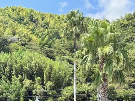 ヤシの木 ヤシの木 ヤシの木,植物,自然の写真素材