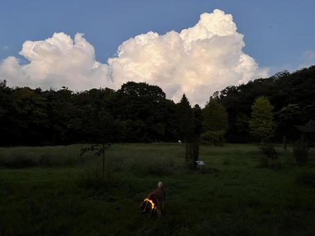 夕暮れの空と犬 夕暮れの空と犬 散歩,積乱雲,夕暮れの写真素材